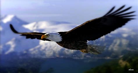 Eagle Flying Wallpaper