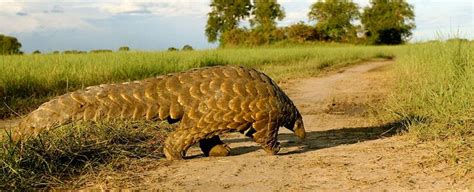 133 best Pangolin & Armadillo images on Pinterest | Strange animals ...