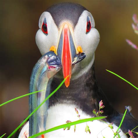 Sunday Snapshot: Icelandic Puffin Caught on Lunch - Mapping Megan