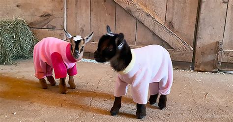 Baby goats endorse ‘National Wear Your Pajamas To Work Day’