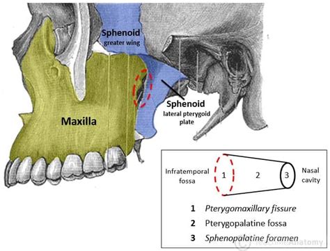 The Pterygopalatine Fossa - Contents - Openings - TeachMeAnatomy