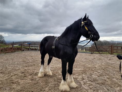 Dyfed Shire Horse Farm | Top 100