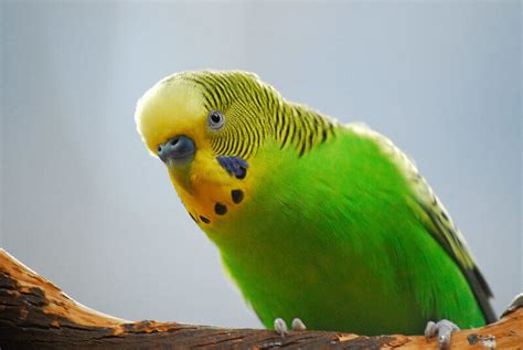 500 Most Popular Names for Budgies for Boys and Girls | PetPress