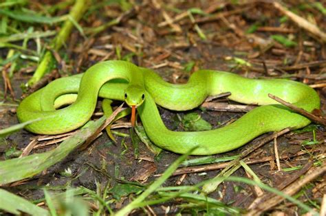 Wild Profile: Meet the smooth green snake | Cottage Life