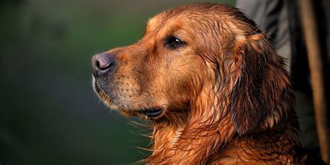 Golden Retriever Dog Breed Guide | Gundog Journal