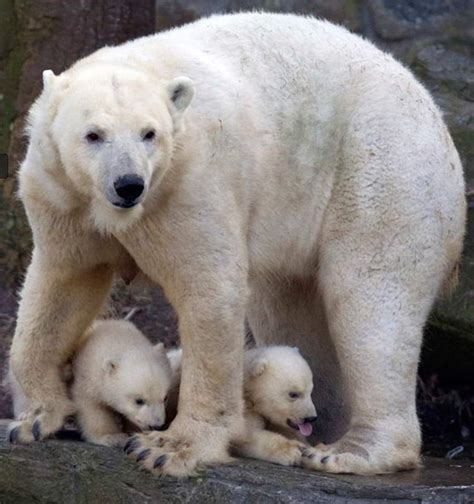 wordlessTech | Two newborn polar bear cubs