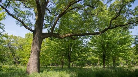 Toronto chooses oak as its official tree | CBC News