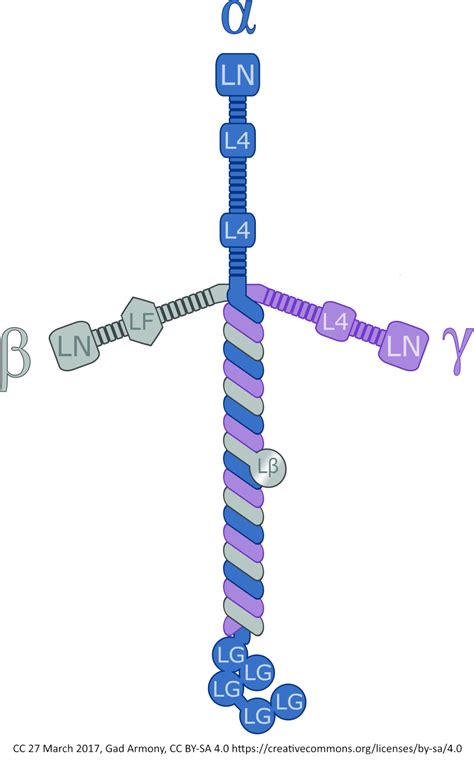 Laminin Cross