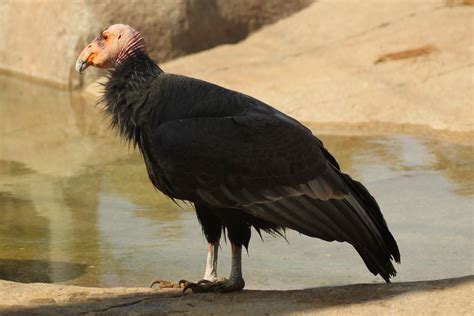 Real Monstrosities: New World Vultures