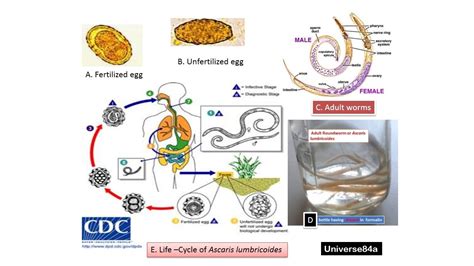 Roundworm: Introduction, Morphology, Life Cycle, Mode of Infection, Path