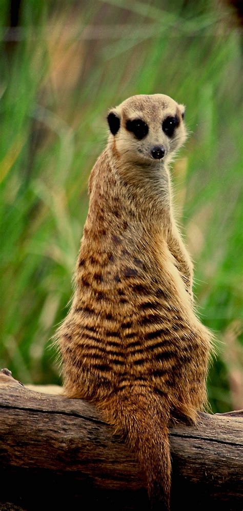 Meerkat Manor by cyclopsmine on DeviantArt