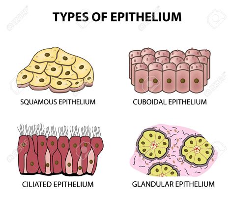 Types of Epithelial Tissues Class 9 - CBSE Class Notes Online ...