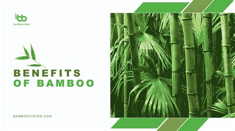 The Many Benefits of Bamboo Products: Why You Should Switch to Bamboo