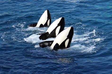 ‘Talking’ killer whale reveals orcas can learn to mimic human speech