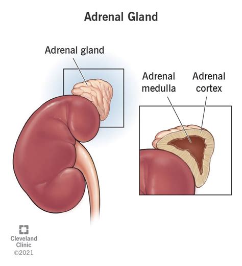 Adrenal Gland: What It Is, Function, Symptoms & Disorders | Adrenal ...