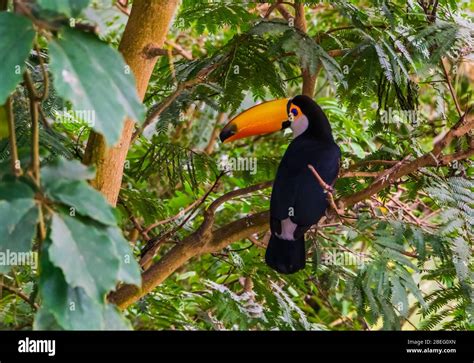 toco toucan sitting a tree, tropical bird specie from America Stock ...