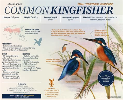 Common Kingfisher | RoundGlass | Sustain