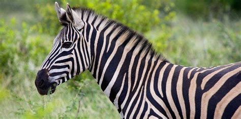 25 Amazing Facts About Zebras | The Fact Site