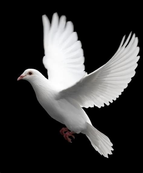 White Dove | Beautiful bird images, Beautiful birds, Dove pictures