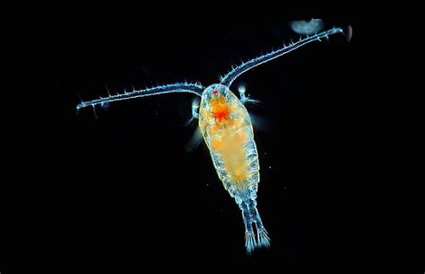 NOAA Facts: What Are Plankton?