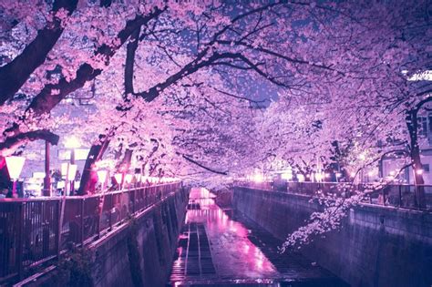 Scenery Night Cherry Blossom Anime Backgrounds - Cherry Blossom Night ...