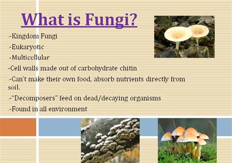 What similarities and differences exist between plants and fungi? - YouTube