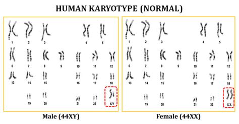 Karyotype and Idiogram - Online Biology Notes