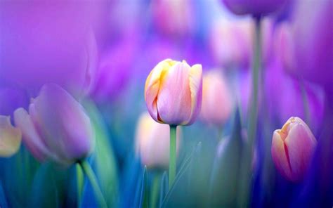 Rainbow Tulips Wallpapers - Wallpaper Cave