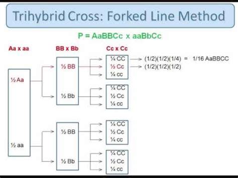 Genetics: Trihybrid Cross: The Forked Line Method - YouTube