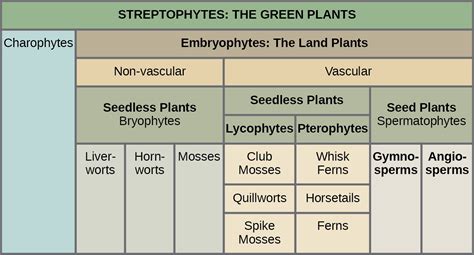 Vascular Seedless Plants Life Cycle