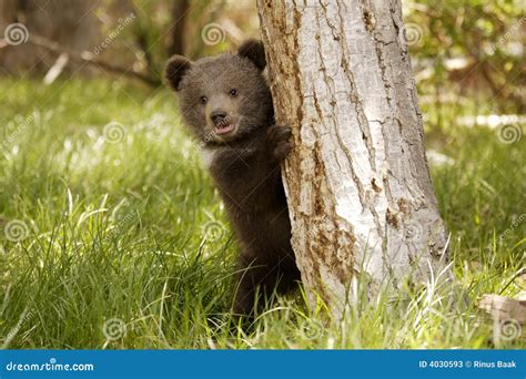 Grizzly Bear Cubs Playing