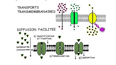 la diffusion facilité + perméase membranaire Diagram | Quizlet