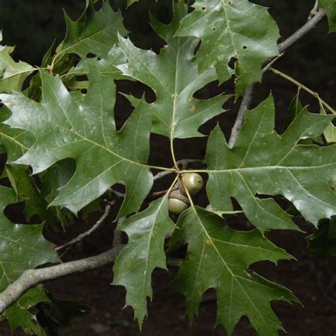 Northern Red Oak | Northern Red Oak for Sale - PlantingTree