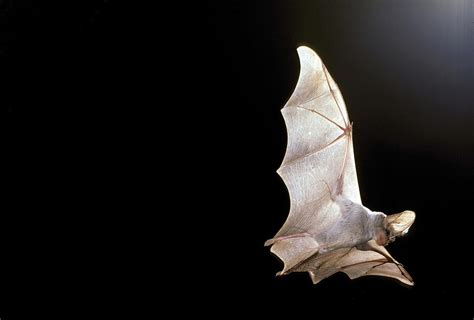 Ghost Bat Photograph by Graham Anderson - Fine Art America