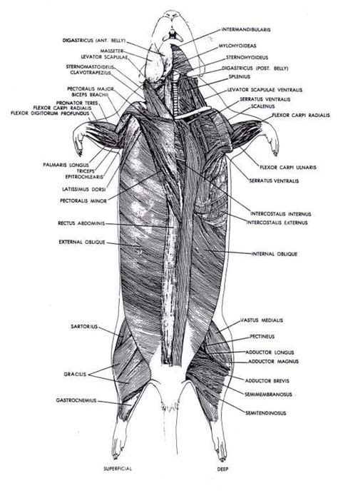 Muscular - Rat Dissection