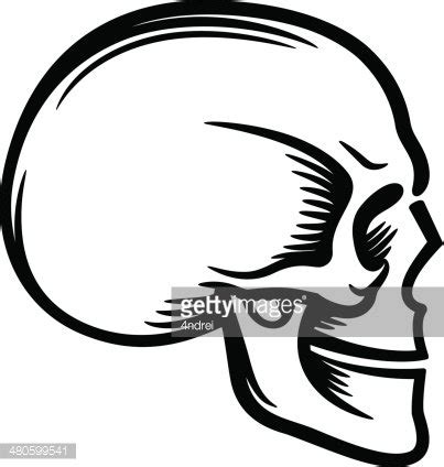 Human Skull Profile Stock Clipart | Royalty-Free | FreeImages