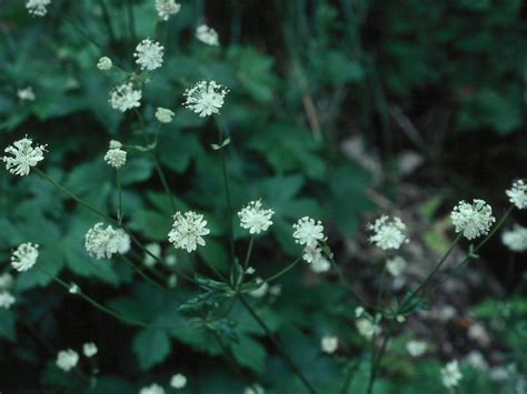 Flower Gallery :: Apiaceae :: 347_27