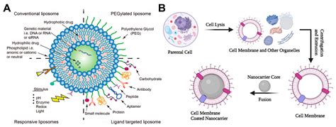 IJMS | Free Full-Text | Liposomes for Tumor Targeted Therapy: A Review