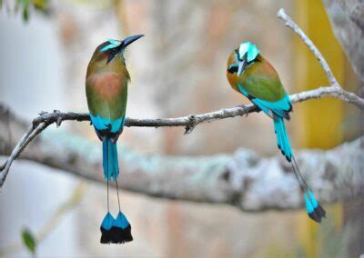 National bird of Nicaragua - Turquoise-browed motmot | Symbol Hunt