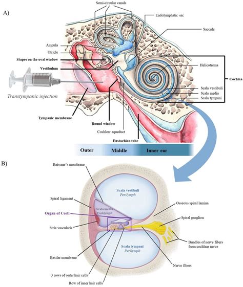 Ear Anatomy Oval Window