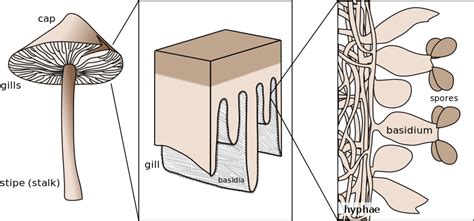 Schematic of a typical basidiocarp, the dipoid reproductive structure ...