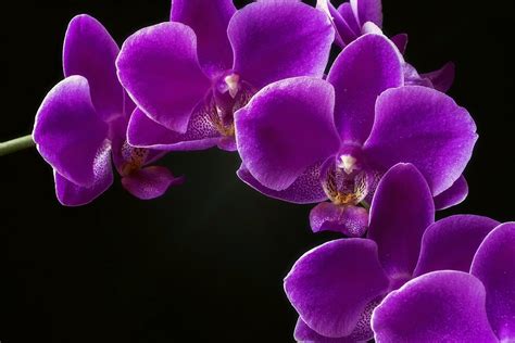 Gracias Para llevar Pascua de Resurrección orquidea morada significado ...