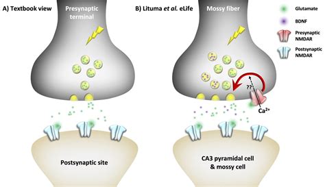 Neurotransmission: The secret life of memory receptors | eLife