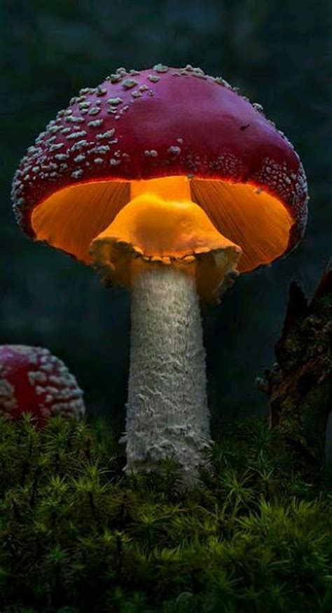 Memorable And Minute Mushroom Photography - Bored Art