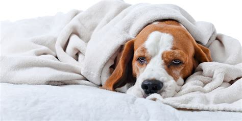 Do Dogs Get Colds – Symptoms, Causes & Dealing With Dog Colds