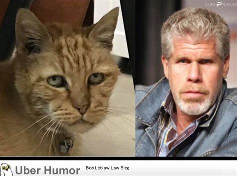 My cousin said my cat kind of looks like Ron Perlman | Funny Pictures ...