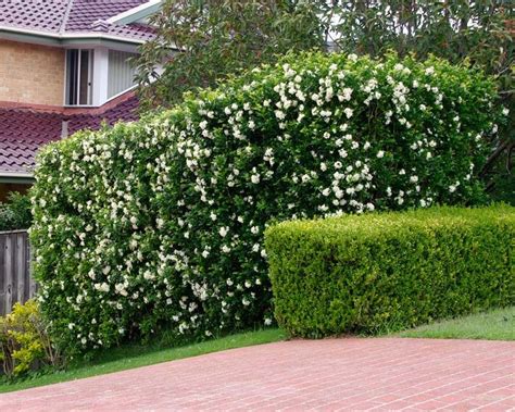 murraya paniculata hedge - Google Search | Murraya paniculata, Hedges ...