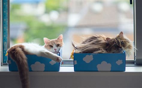 Cats in Boxes - Wallpaper, High Definition, High Quality, Widescreen