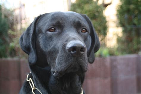 File:0312 Black Labrador IMG 0709.JPG