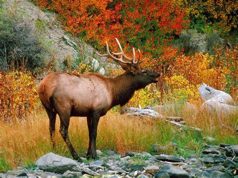 20 Amazing Wildlife Photos in Yellowstone National Park | Birds and Blooms